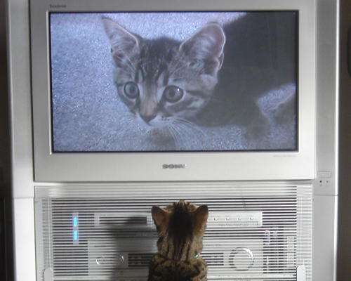 cat watching TV